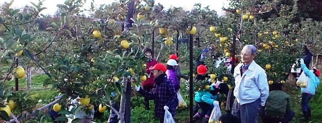 「地域のりんご！収穫体験楽しかった。」りんご丸かじり事業（八重畑振興センター）
